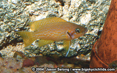Neolamprologus sp. "helianthus"