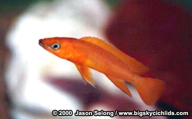 Neolamprologus leleupi