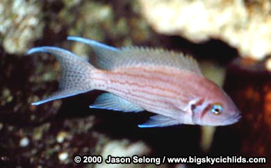 Neolamprologus olivaceous
