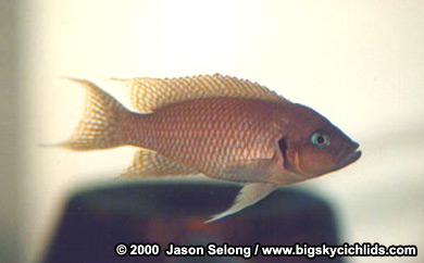 Neolamprologus splendens