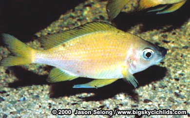 Opthalmotilapia nasuta "yellow"