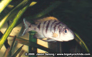 Opthalmotilapia nasuta 'burundi'