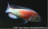 Ptyochromis sp. "hippo point salmon"