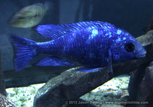 Placidochromis sp. "phenochilus tanzania"