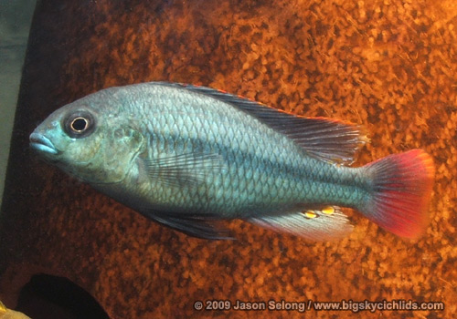 Platytaeniodus sp. �red tail sheller�