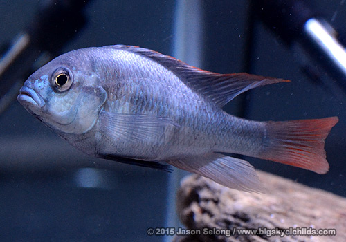 Platytaeniodus sp. �red tail sheller�