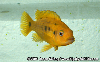 Petrotilapia sp. "small blue" -female