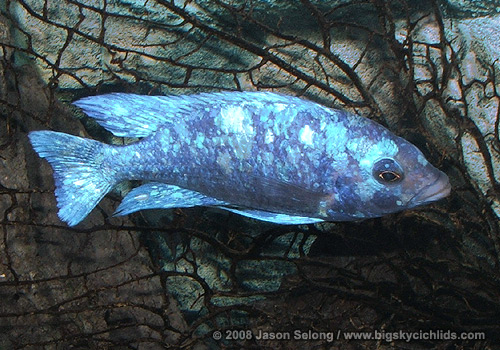 Placidochromis sp. "phenochilus tanzania"