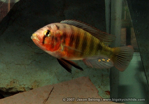 Pundamilia nyererei "makobe"