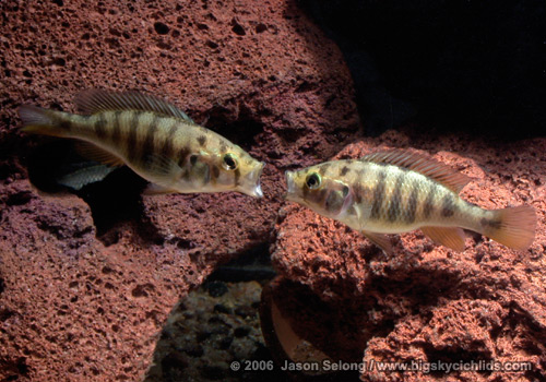 Pundamilia sp. "redhead"