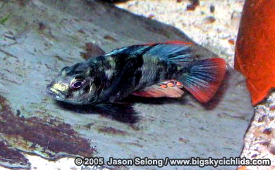 Paralabidochromis chromogynos