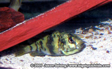 Paralabidochromis chromogynos