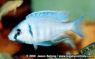 Placidochromis electra