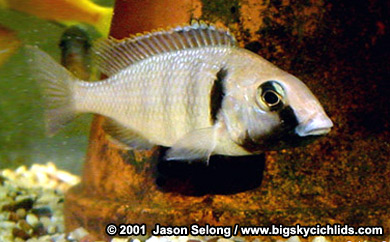 Placidochromis electra  -female
