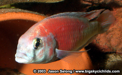 Ptyochromis sp. "hippo point salmon"