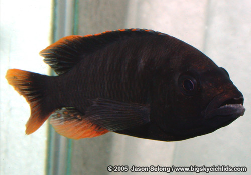 Pundamilia igneopinnis