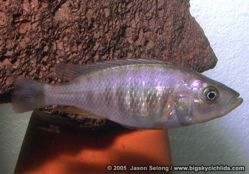 Pundamilia igneopinnis