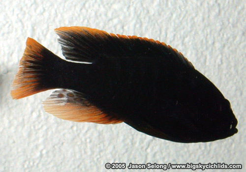 Pundamilia igneopinnis