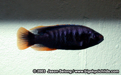 Pundamilia igneopinus