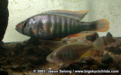 Pundamilia igneopinus