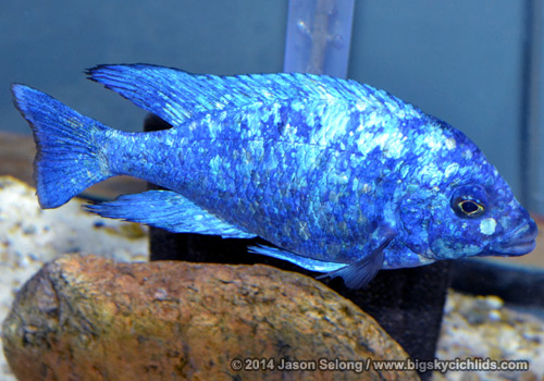 Placidochromis sp. "phenochilus tanzania"