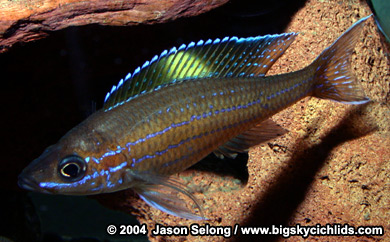 Paracyprichromis nigripinnis