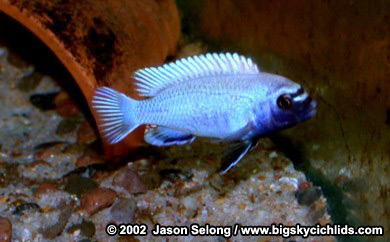 Pseudotropheus sp. "polit"