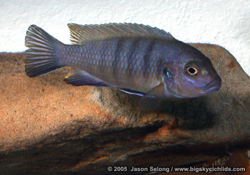 Pseudotropheus pulpican