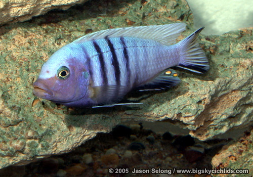 Pseudotropheus pulpican 