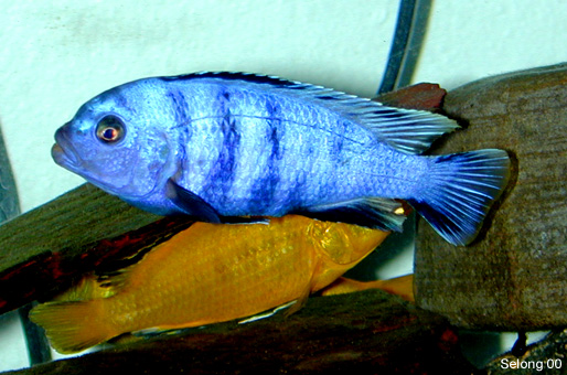 Pseudotropheus saulosi -male