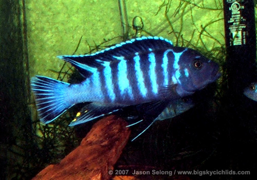 Pseudotropheus sp. "blue dolphin"