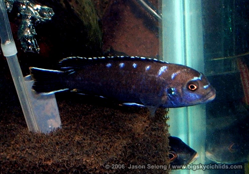 Pseudotropheus elongatus "jewelspot"