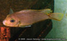 Pseudotropheus sp. "flameback"