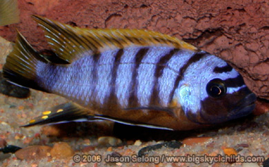 Pseudotropheus sp. "zebra long pelvic" Galireya Reef