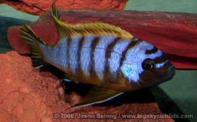 Pseudotropheus sp. "zebra long pelvic" Galireya Reef