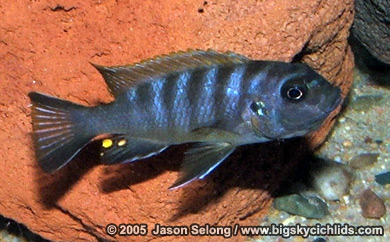 Pseudotropheus sp. "zebra long pelvic" Galireya Reef