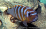 Pseudotropheus sp. "zebra long pelvic" Mdoka