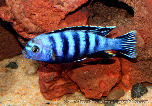 Pseudotropheus saulosi -male