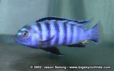 Pseudotropheus saulosi -male