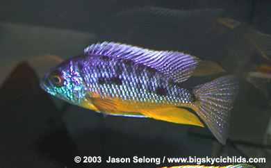 Protomelas spilonotus -male