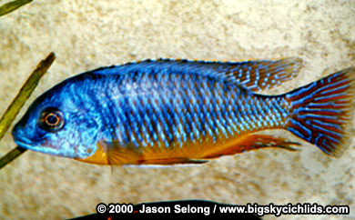 Protomelas sp. "Steveni"