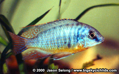 Protomelas sp. "Steveni"