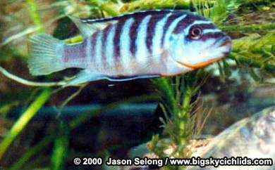 Metriaclima zebra "Chilumba"