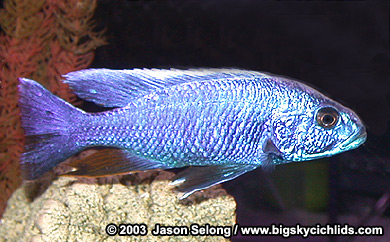Scieanochromis freiyeri -male