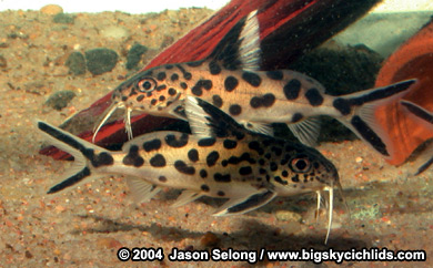 Synodontis mulitipunctatus