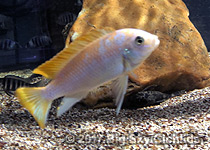 Metriaclima mbenji