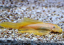 Ancistrus sp. "blue-eyed lemon"