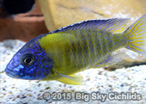 Aulonocara stuartgranti "Hai Reef blue neon"