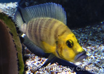 Altolamprologus compressiceps "Muzi gold head"