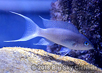 Neolamprologus gracilis